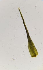 Dicranella heteromalla