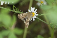 Heliothis adaucta