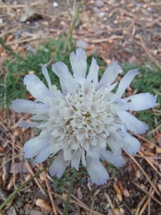 Pycnocomon intermedium