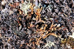 Selaginella sibirica