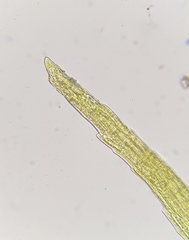 Dicranella heteromalla