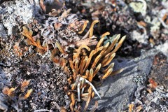 Selaginella sibirica
