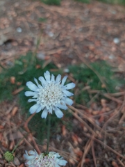 Pycnocomon intermedium