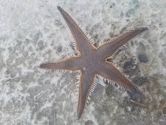 Astropecten bispinosus