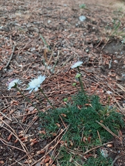 Pycnocomon intermedium