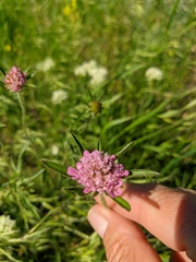 Scabiosa rotata