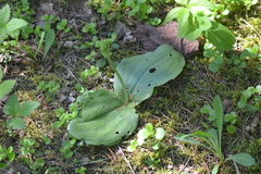 Platanthera macrophylla