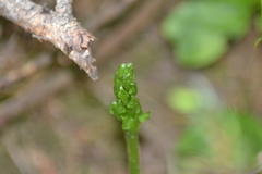Platanthera macrophylla