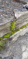 Dicranella heteromalla