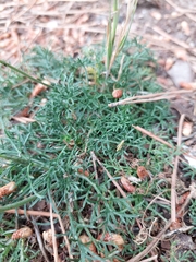 Pycnocomon intermedium