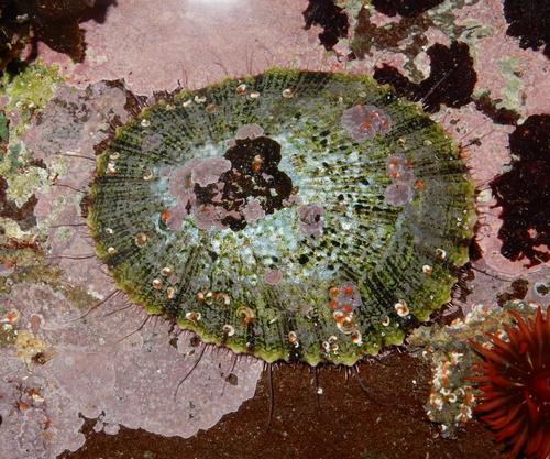 Scutellastra argenvillei