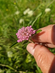 Scabiosa rotata