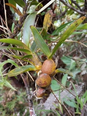 Cymbidieae