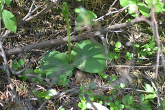 Platanthera macrophylla