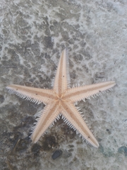 Astropecten bispinosus