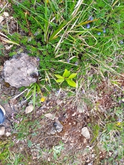 Glandora diffusa