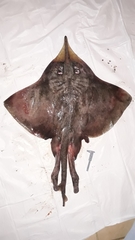 Dipturus chilensis