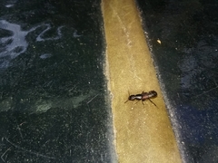 Platydracus cinnamopterus