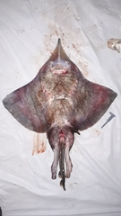 Dipturus chilensis