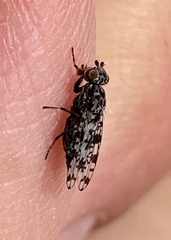Pseudotephritis corticalis