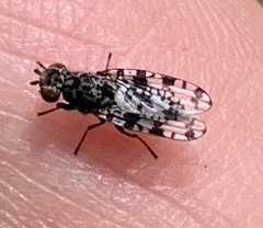 Pseudotephritis corticalis