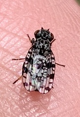 Pseudotephritis corticalis