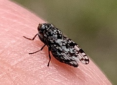 Pseudotephritis corticalis