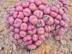 Conophytum uviforme
