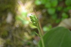 Platanthera macrophylla