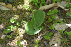 Platanthera macrophylla