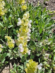 Salvia absconditiflora