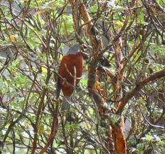 Conirostrum binghami