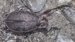 Carabus irregularis