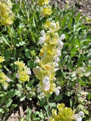 Salvia absconditiflora