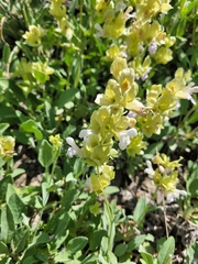 Salvia absconditiflora