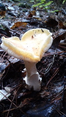 Amanita toxica