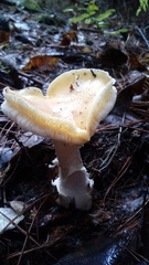 Amanita toxica
