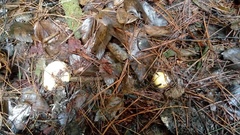 Amanita toxica