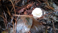 Amanita toxica