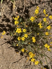 Leptosiphon chrysanthus