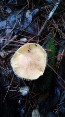 Amanita toxica