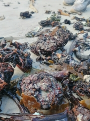 Pyura stolonifera