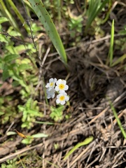 Plagiobothrys figuratus