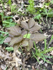 Aralia nudicaulis