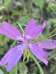 Clarkia biloba