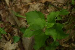Pachysandra procumbens
