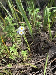 Plagiobothrys figuratus