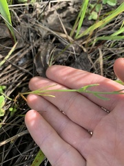 Plagiobothrys figuratus