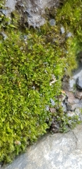 Gymnocolea inflata