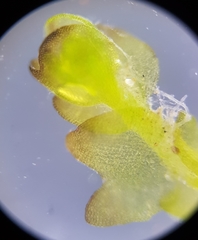 Gymnocolea inflata